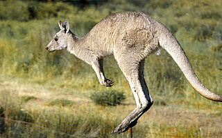 Pod Olsztynem widziano kangura! Sprawdziliśmy czy to prawda